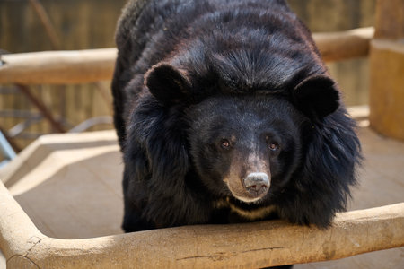Black bear face front-on portrait looking directly at camera with peaceful expression and natural warm background lightingの写真素材
