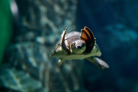 Pair of sea turtles facing each other in teal aquarium water, intimate composition landscape orientation, underwater macro wildlifeの写真素材