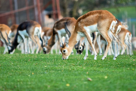 Herd of Blackbuck Antilope cervicapra grazing on a grassy field at West Midlands Safari Park, Bewdley, Worcestershire, England, UKの写真素材