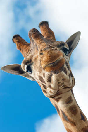 Low angle headshot of a Rothschild Giraffe (Giraffa camelopardalis rothschildi) looking down at the camera at West Midlands Safari Park, Bewdley, Worcestershire, England, UK.の写真素材