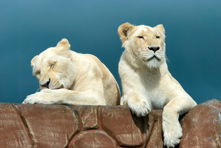 Two White Lions (Panthera leo) resting and grooming on a stone ledge at West Midlands Safari Park, Bewdley, Worcestershire, England, UK.の写真素材
