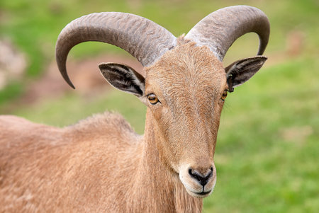 Close up portrait of a Barbary sheep (Ammotragus lervia) showing curved horns and facial detail at West Midlands Safari Park, Bewdley, Worcestershire, England, UKの写真素材