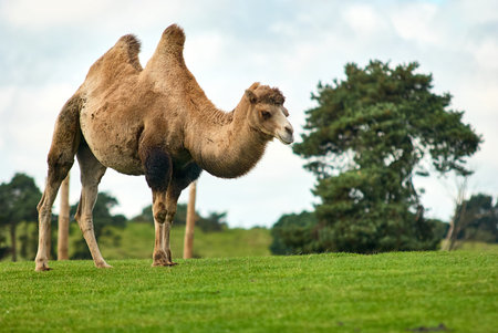 Side view of a two-humped Bactrian camel (Camelus ferus) standing on a grassy hill at West Midlands Safari Park, Bewdley, Worcestershire, England, UKの写真素材