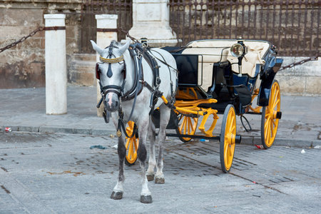 Close up of a white horse harnessed to a traditional tourist carriage on a paved street in Seville,...