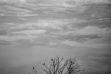 Group of Great Cormorants (Phalacrocorax carbo) perched on the bare branches of a tree against a...