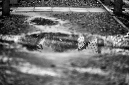 Barbed wire fence reflection in puddle at Auschwitz museum