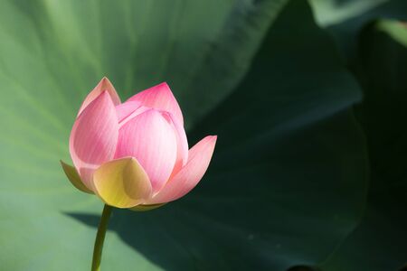 A delicate lotus flower, isolated against the background of a large lotus leaf.の写真素材