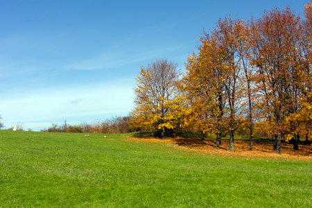 Autumn is coming. Autumn landscape of trees with beautiful yellow leaves, green lawn, clear blue skies. Golden Polish autumn.の写真素材