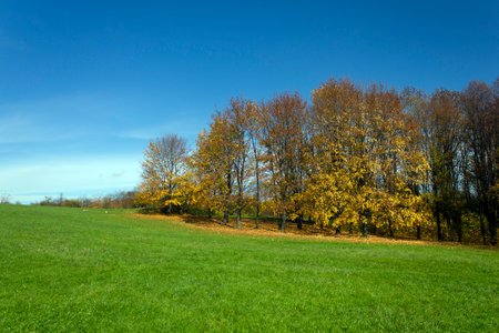 Autumn is coming. Autumn landscape of trees with beautiful yellow leaves, green lawn, clear blue skies. Golden Polish autumn.の写真素材