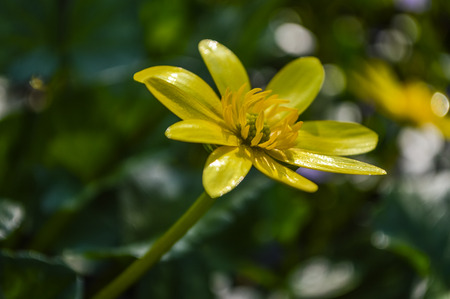 Kingcup flower macroの写真素材