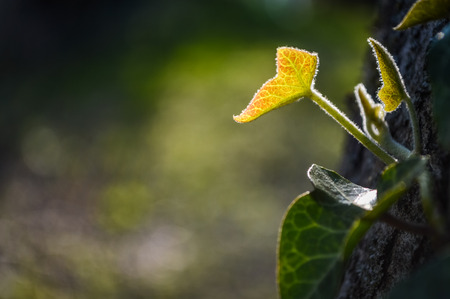 back lit Ivy Leaf growthの写真素材