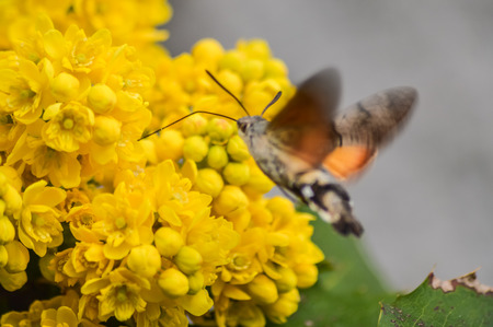 Hummingbird Hawk-moth collecting from Mahonia flowersの写真素材
