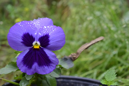 Violet flower p? ? large talosの写真素材