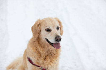 Golden Retriever in the snow in winter. Selective focus.の写真素材