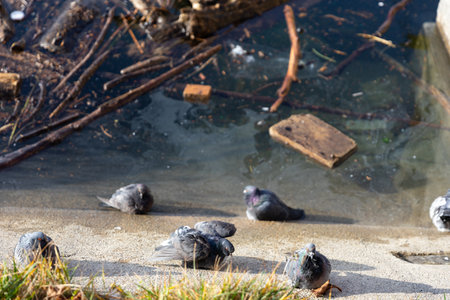 Pigeons on the shore of the dirty lake in the spring. The Image shows the Pollution of the...