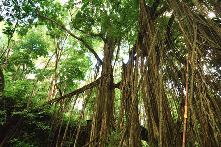 Dense monkey jungleの写真素材