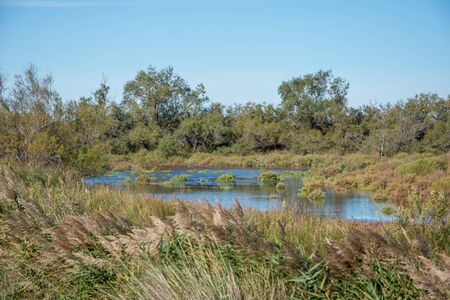 landscape of Camargues in the south of France. Ornithological nature reserve