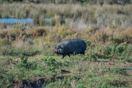landscape of Camargues in the south of France. Ornithological nature reserveの写真素材