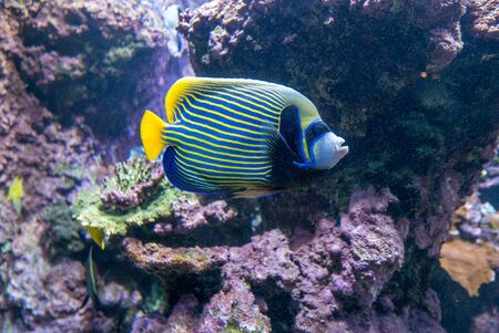 multicolored fish and marine organisms in an oceanarium. observation of aquatic lifeの写真素材