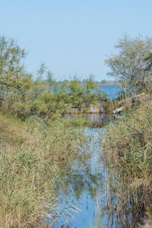 landscape of Camargues in the south of France. Ornithological nature reserveの写真素材