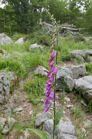 holidays on the island of beauty, in southern Corsica.walk in the mountains, at the river next to...