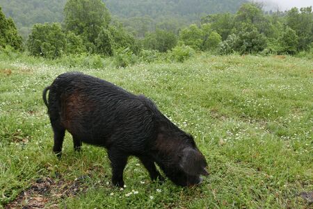 holidays on the island of beauty, in southern Corsica.
Mountain walk with wild pigs nearbyの写真素材