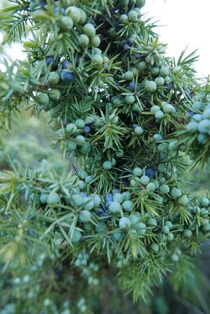 Walk around Forcalquier in the Alpes de Haute Provence, Franceの写真素材