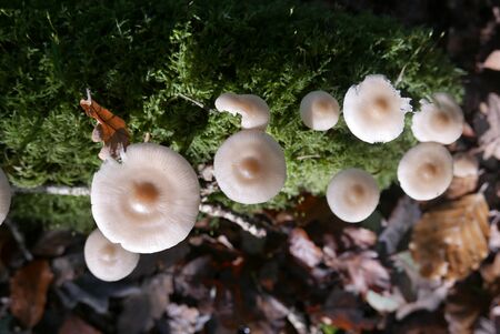 walk in the Brittany countryside in Finistere, France. discovery of the flora and fauna of the forestsの写真素材