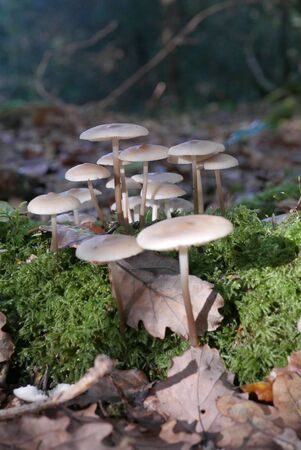 walk in the Brittany countryside in Finistere, France. discovery of the flora and fauna of the forestsの写真素材