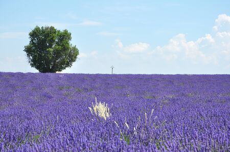 travel to Provence in the south of France. lavender culture and small village. summer scentの写真素材