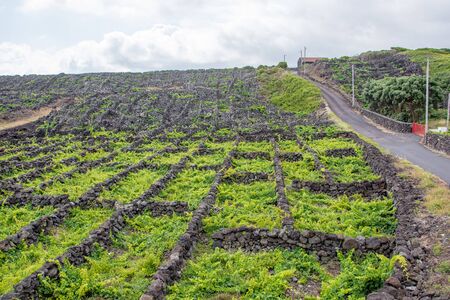 Walk on the Azores archipelago. Discovery of the island of Pico, Azores. Portugal. Madalenaの写真素材