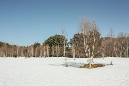 birch tree with snowの写真素材