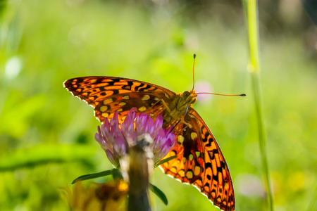 Monarch Butterfly on a flowerの写真素材
