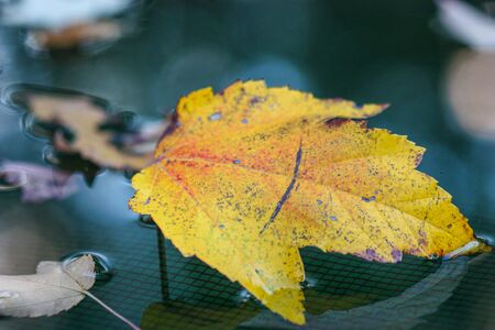yellow leaf on water