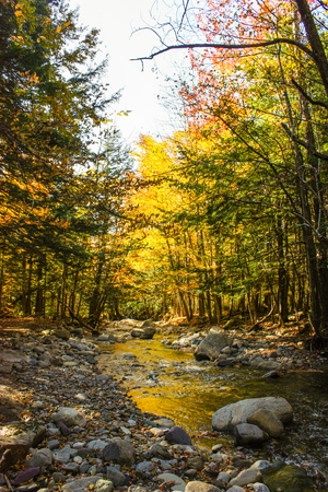 nice river with rocks going trough the forestの写真素材