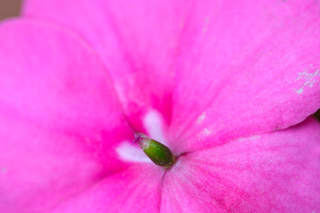 pink flower in close upの写真素材