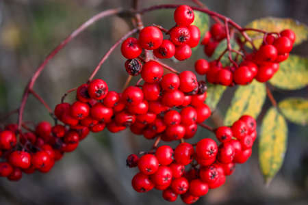 grape of red berries