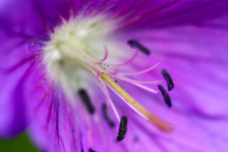 close up of a purple flowerの写真素材