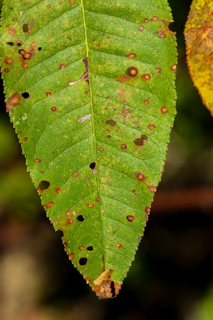green leaf in the fallの写真素材