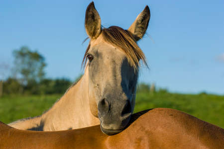 white horse with blue sky