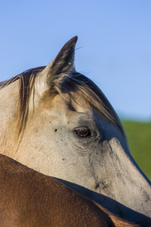 white horse with blue skyの写真素材