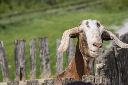 funny goat looking over the fenceの写真素材