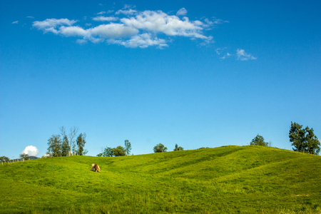horses in a huge landscapeの写真素材