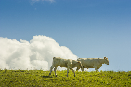 group of cows eating grass on a farmland why clouds on blue skyの写真素材