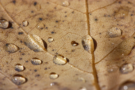 water drops on a color leafの写真素材