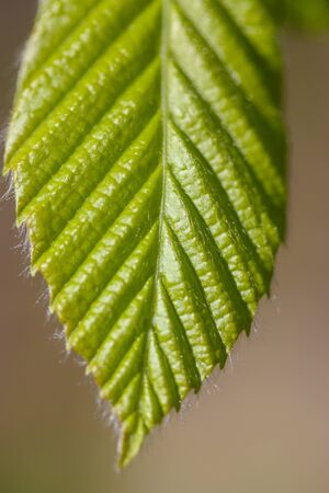 perfect green leaf on a blurry background