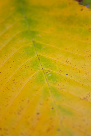 close up of a yellow leafの写真素材