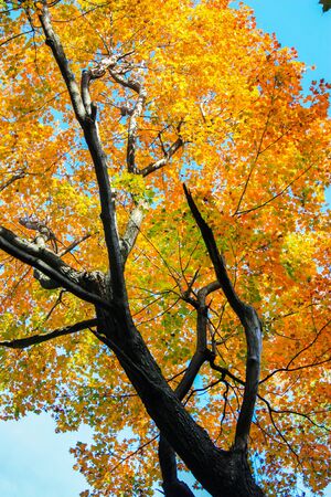 colorful leaves in fall seasonの写真素材