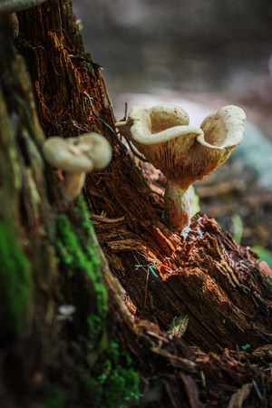 wild mushrooms in the forestの写真素材