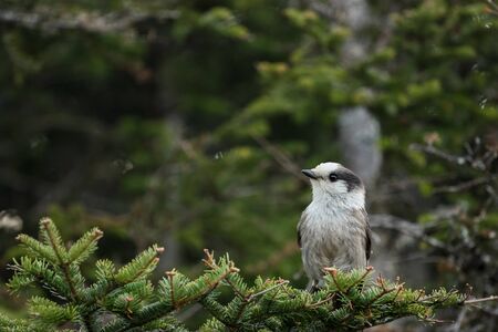 white bird on a pine treeの写真素材
